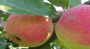 Popis odrůdy jabloní tolunai a vlastnosti mrazuvzdornosti a produktivity